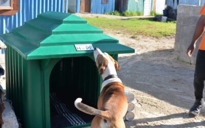 Mdzananda Animal Clinic
